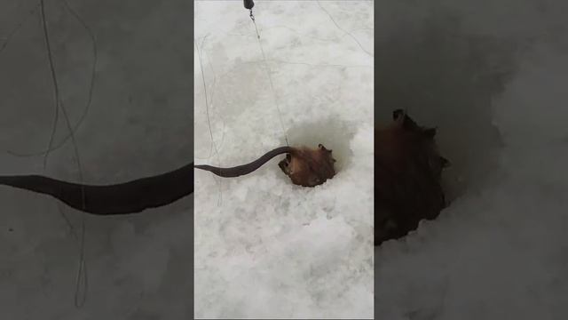 ВОТЭТО ЩУКА ! С КРЫСИНЫМ ХВОСТОМ ! смотреть онлайн