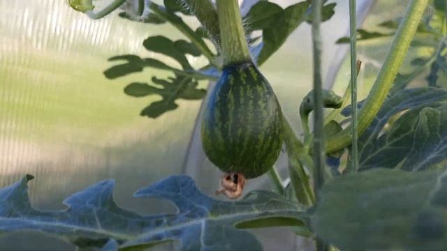 как растут арбузы (арбузы часть 1 из 2) смотреть онлайн