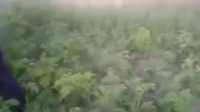 Обрабатываем нашу картошечку от коларадского жука смотреть онлайн