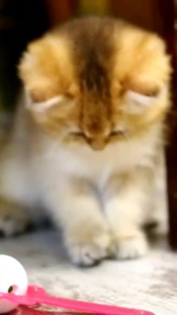 Британские золотые котята +79267222798 смотреть онлайн