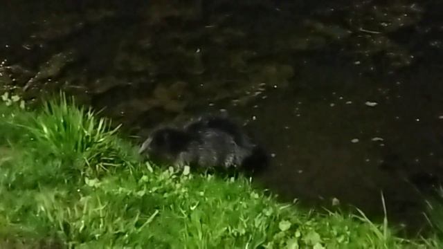 Увидели бобра город Брест смотреть онлайн