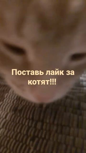 Поставь лайк за котят!!! 🐱🐈🐱🦊 смотреть онлайн