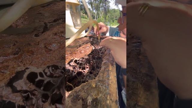 Kelulut Thoracica 🍯🍯🍯 смотреть онлайн