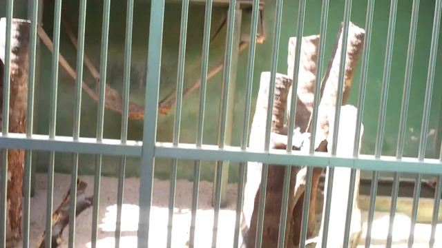MACACO PREGO.mp4 смотреть онлайн