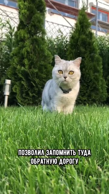 Удивительная история кошек в христианстве #кот #коты #shorts смотреть онлайн