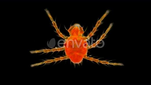 Red Mite Under the Microscope | Stock Footage - Videohive смотреть онлайн