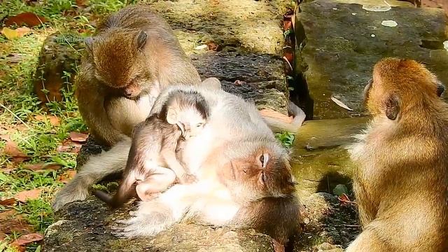 What's Kari and Jessie Doing With Timo Baby Monkey, Tima Help Her Own Baby! смотреть онлайн