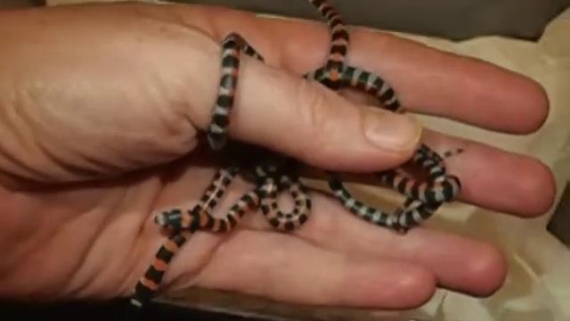 Babies born on 21.4.2016 смотреть онлайн