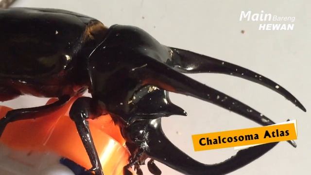 Main Bareng Chalcosoma Atlas | Kumbang Badak Cula 3 | 2020 смотреть онлайн