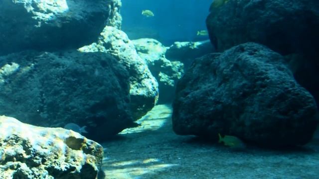 Дельфины смотреть онлайн