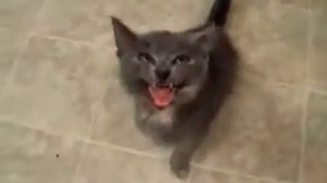 Маленький котенок смотреть онлайн