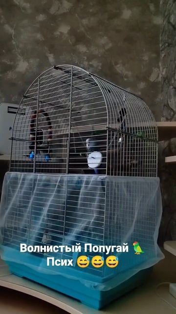 Волнистый попугай 🦜 Псих😅 смотреть онлайн