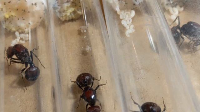 Messor Cephalotes FOURMISHOME