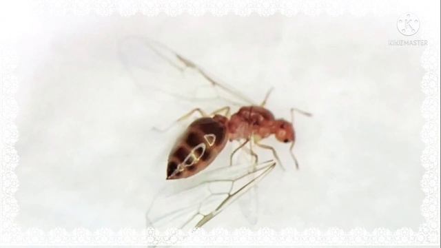 노랑꼬리치레개미 탈시영상 смотреть онлайн