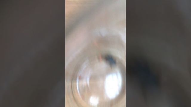 Еда для ящерицы смотреть онлайн