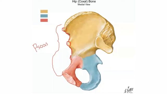 Generalidades Hueso Coxal | Parte III| Anatomía смотреть онлайн