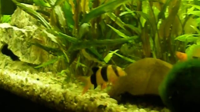 Prachtschmerle смотреть онлайн