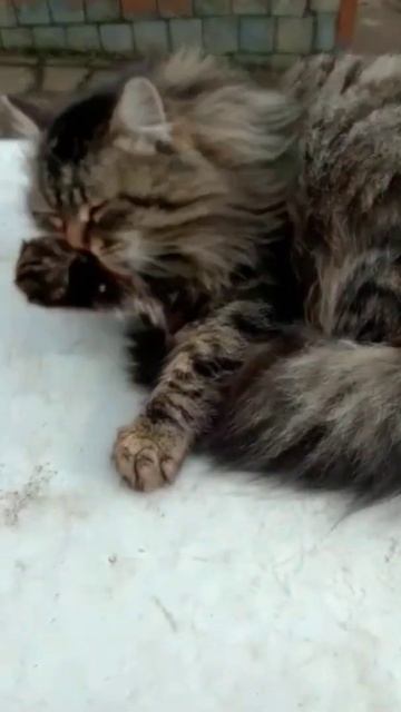 Кот моряк умывается и зевает смотреть онлайн