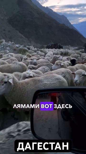 Согласны с ним? #дагестан #top #отдых #чабан #shorts смотреть онлайн