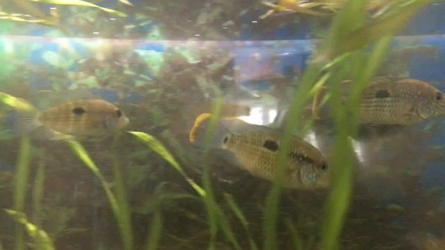 3 июля 2020 г. смотреть онлайн