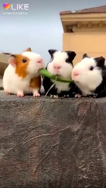 Типы голодных морских свинок!🤣🤣🤣 смотреть онлайн