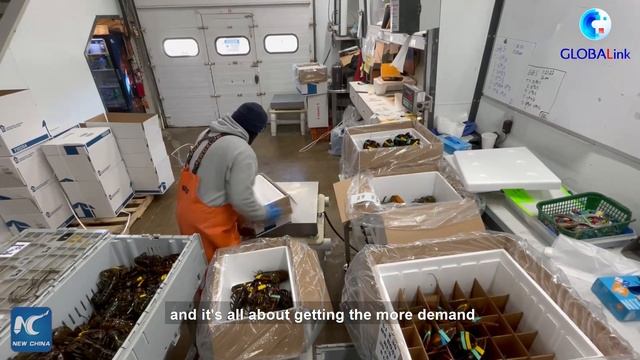 GLOBALink | U.S. lobster set to feed another Chinese New Year as demand booms смотреть онлайн