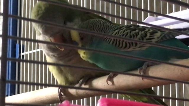 Квакер попугай смотреть онлайн