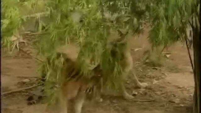 Tiger mating with Lions. The lions love this tiger. смотреть онлайн