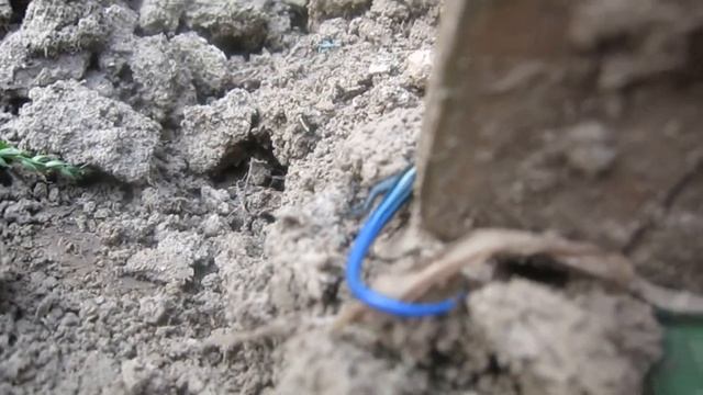 Skink lizards hatching in my garden смотреть онлайн