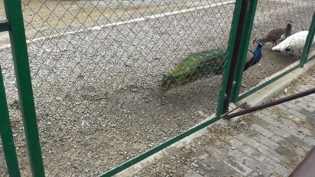 Сочи Дендрарий Павлины 29 12 2016г смотреть онлайн