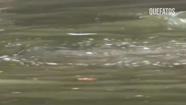 FOI ISSO QUE A ARIRANHA FEZ COM O JACARÉ. смотреть онлайн