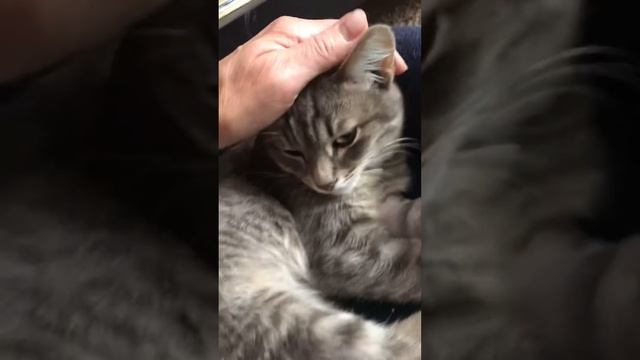 Котику Марку со сломанной лапкой провели операцию по установке аппарата по сращиванию кости. смотреть онлайн