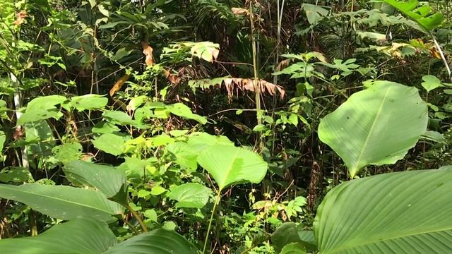 アンティオクスドクチョウHeliconius antiochus 2022/12/06 フンダシオン・ティエッラ・ヌエヴァ Fundacion Tierra Nueva Paama смотреть онлайн