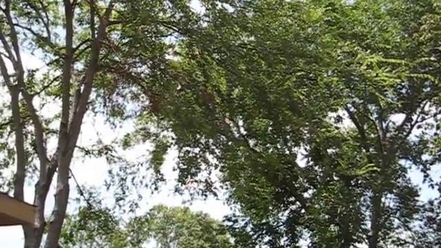 Cicadas Houston Texas смотреть онлайн