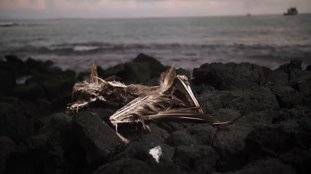 climate change dead pelican ocean cleaup galapagos islands french polynesia sbcswau7i 1080 D смотреть онлайн