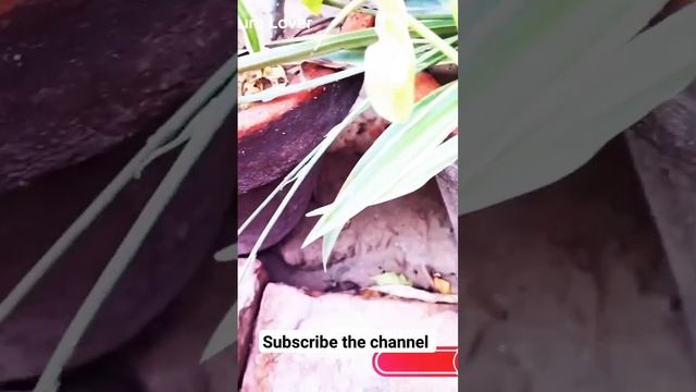 INSECT 🐝 ATTACK 🦟 ON PLANTS 🌴🌵 watch full video on my channel #youtubeshorts #trending #viral #vide смотреть онлайн