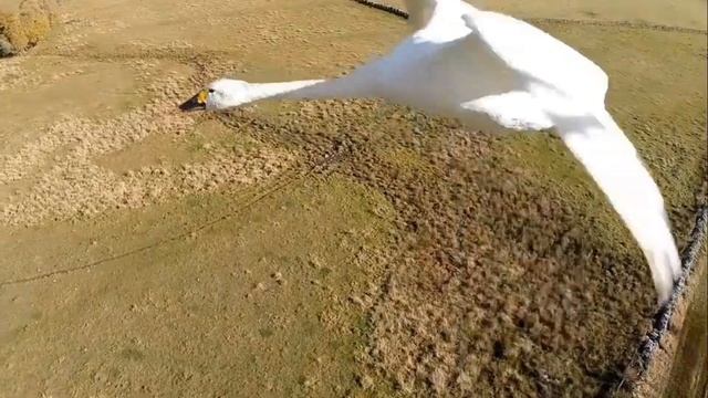 Душа искала чистоты! смотреть онлайн