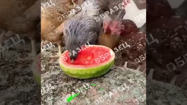 Ферма образец смотреть онлайн