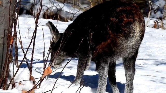 Himalayan Musk Deer смотреть онлайн