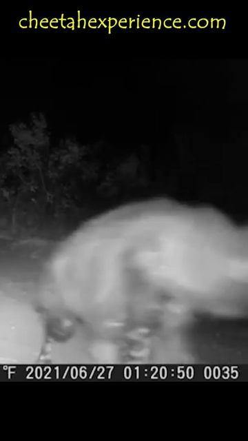 The Rare Brown Hyena On Trail Cam At Cheetah Experience смотреть онлайн