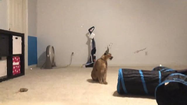 Caracal hunting bubbles смотреть онлайн