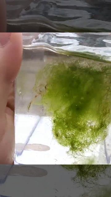 Koi eggs 2023 смотреть онлайн