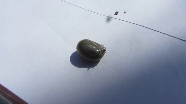 fed tick Сытый клещ смотреть онлайн