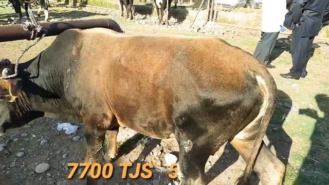 Мол бозор Регар / Мол бозори шанбе бозор / Буқачаҳои майда ва калон, Гуноҷинхо ва Говҳои Гусаладор