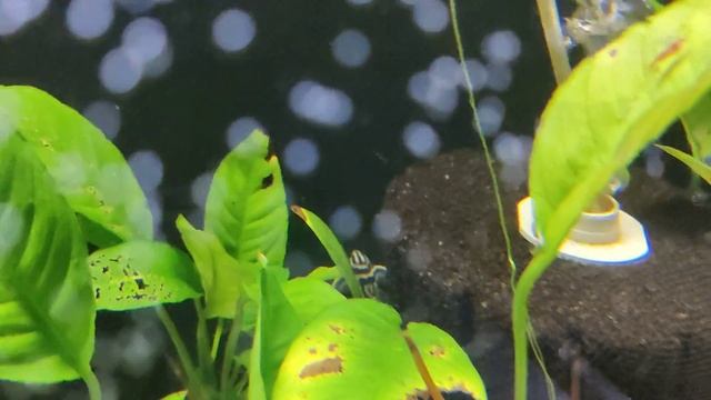 Zebra Pleco Tank Update L046 Hypancistrus Zebra