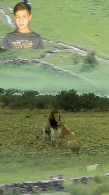 Wild Life Lions Couple With Smart Female Lion смотреть онлайн