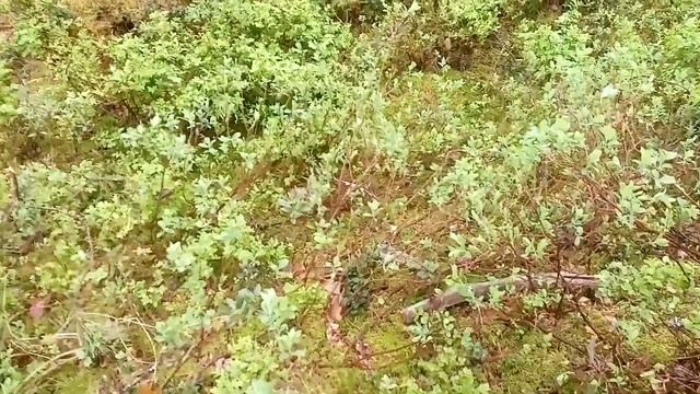 Материнский инстинкт сильнее страха!!! смотреть онлайн