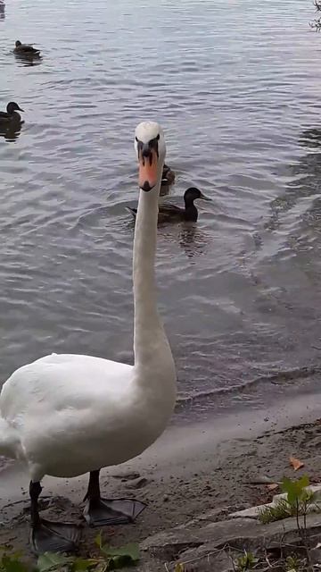 Лебеди умеют шипеть. Боденское озеро / Swans can hiss. Bodensee. смотреть онлайн