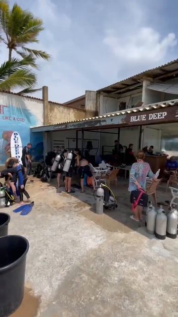 Дайвинг Хиккадува 2021. Сезон дайвинга открыт. смотреть онлайн