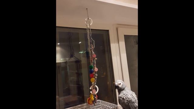 Налей коньячку! Жако говорит. смотреть онлайн